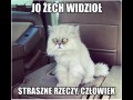 Ten kot był na końcu internetu