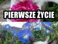 Grumpy cat  wyjaśniony