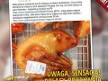 Ludzki idiotyzm nie zna granic