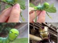 Iron robal