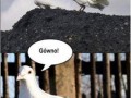 Parapetówa