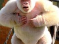 Goryl albinos
