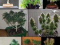 Bonsai
