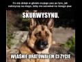 Co myśli pies