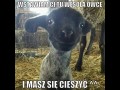 Cieszyć się