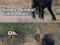 Simba