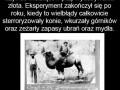 Wiebłądy