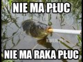 Płuca