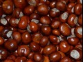 Kasztany