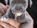 Pit bull