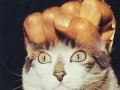 Cat power