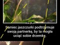 Samiec zawsze ma gorzej