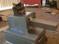 Ih hai im a cat in tankz