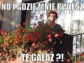 Winogrona kradnoo