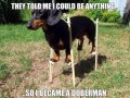 Doberman