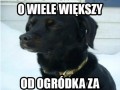 Pies myśliciel