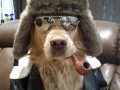 Mr dog