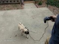 Psdog