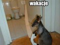 Kiedy kot wyjedzie na wakacje