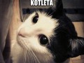 Plz cat