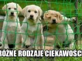 Ciekawość