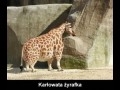 Karłowata żyrafka