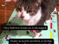 Kocie zasady