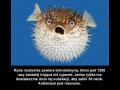 Ryba rozdymka