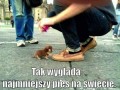 Najmniejszy pies świata