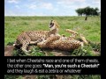 Cheetah