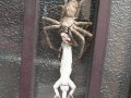 Spider and lizard