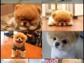 Dog boo