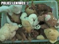 Policz leniwce