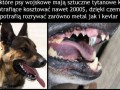 Psy wojskowe