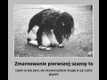 Szanse