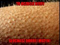 Dobra muzyka