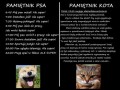 Kot i pies
