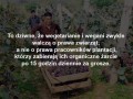 Logika wegetarian