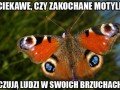 Co czują motyle