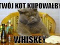 Twój kot