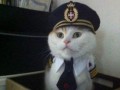 Captain cat