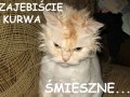 Lolcat