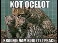 Kot ocelot