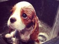 Cavalier