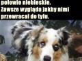 Zajebisty piesek
