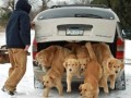 Who let the dogs out