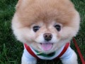 Kocham cie boo