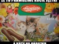 Kocie języczki