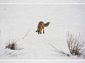 Firefox crashed