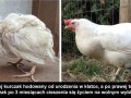 Kurczak w dobrej formie